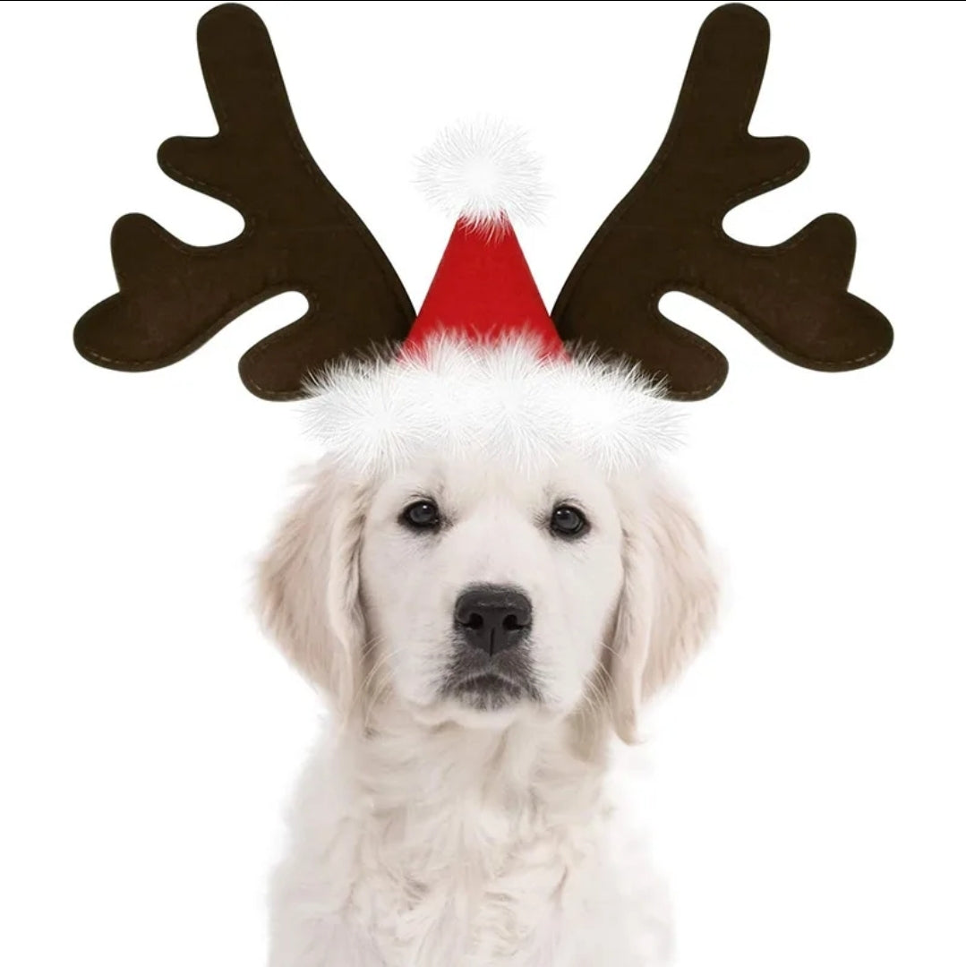 Pet reindeer antlers